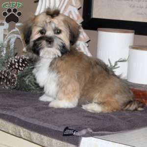 Josie, Lhasa Apso Puppy